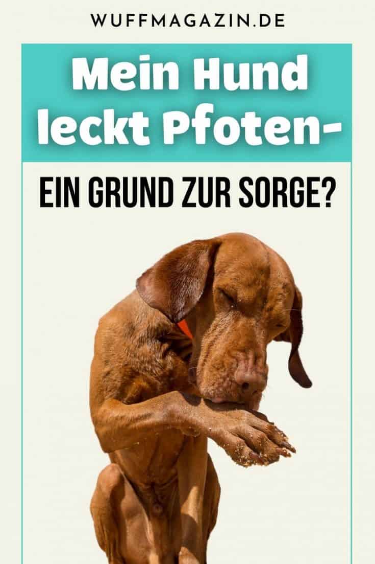 Mein Hund leckt Pfoten Ein Grund zur