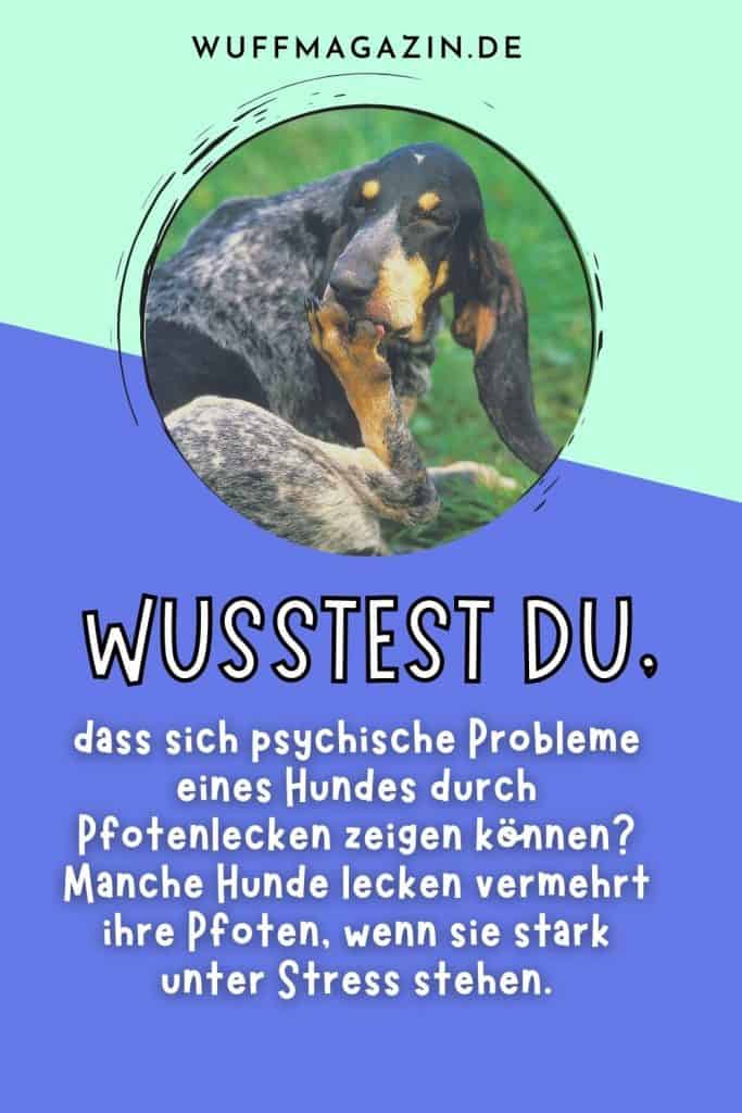 Mein Hund leckt Pfoten Ein Grund zur