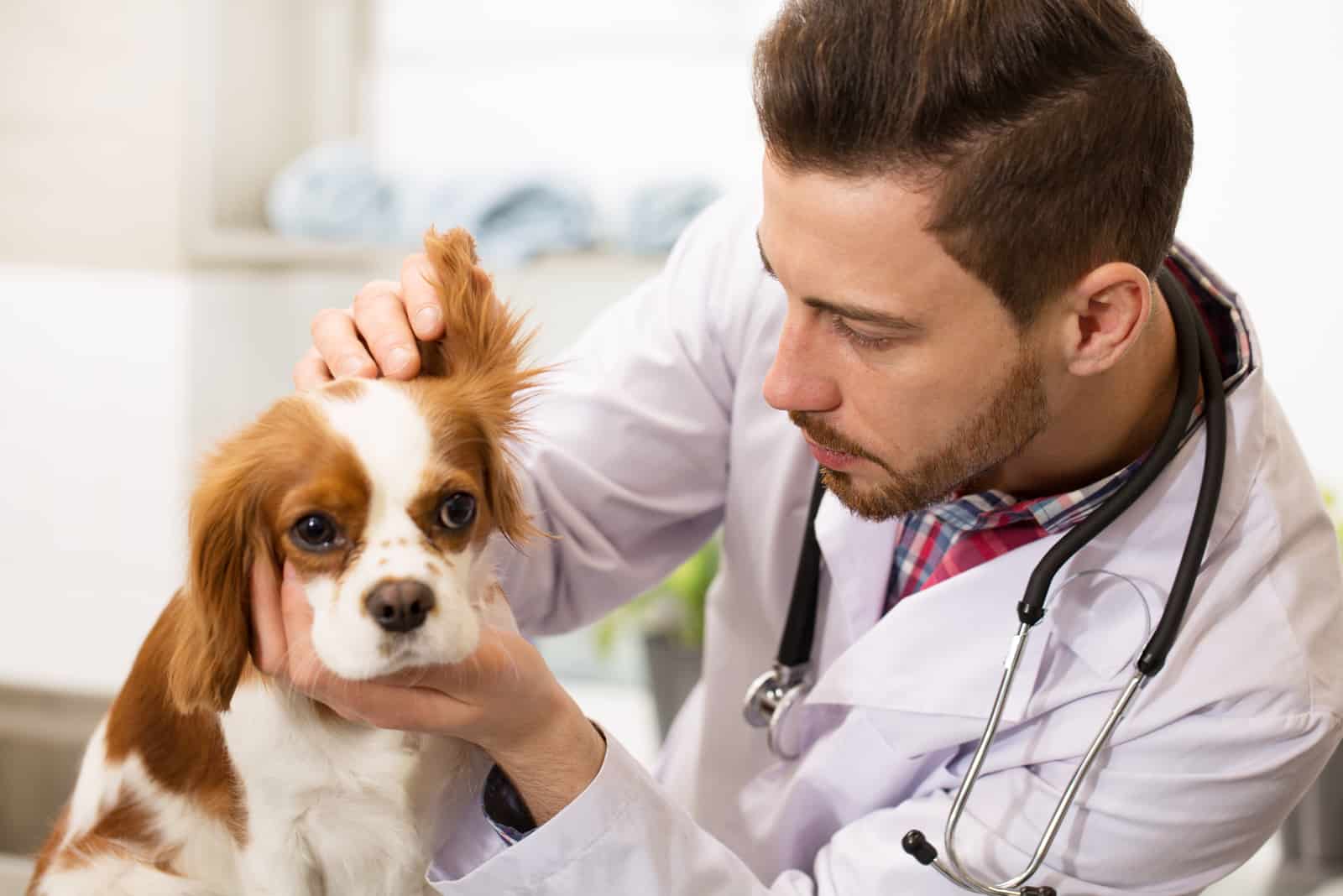 Ohrmilben Bei Deinem Hund Über Symptome Und Wie Du Ihn Davon Befreist