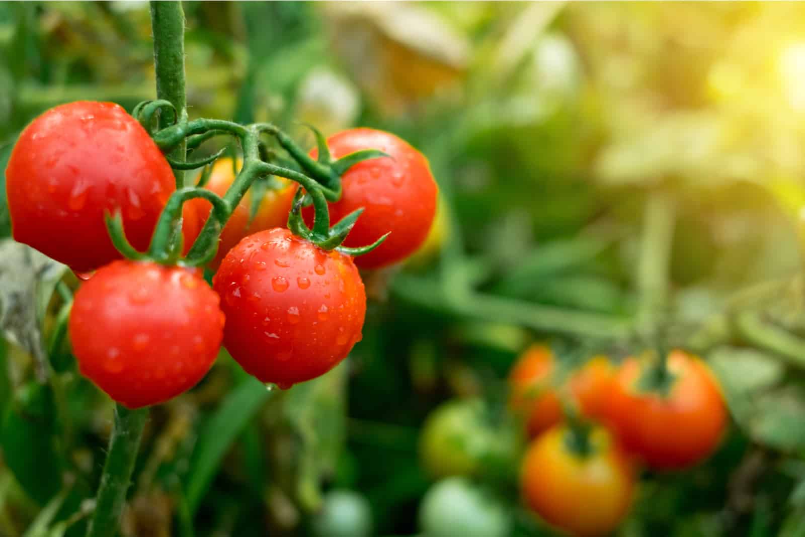 Plantage von reifen Tomaten