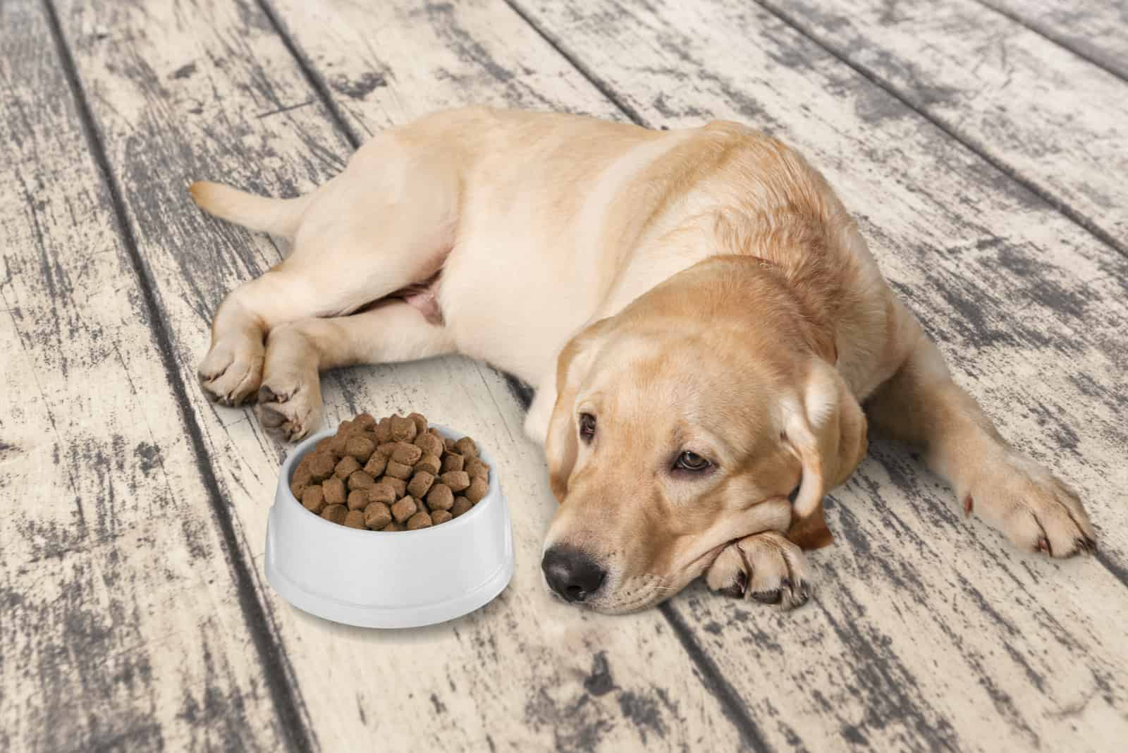 Schöner Haushund auf dem Boden mit Futter in der Schüssel