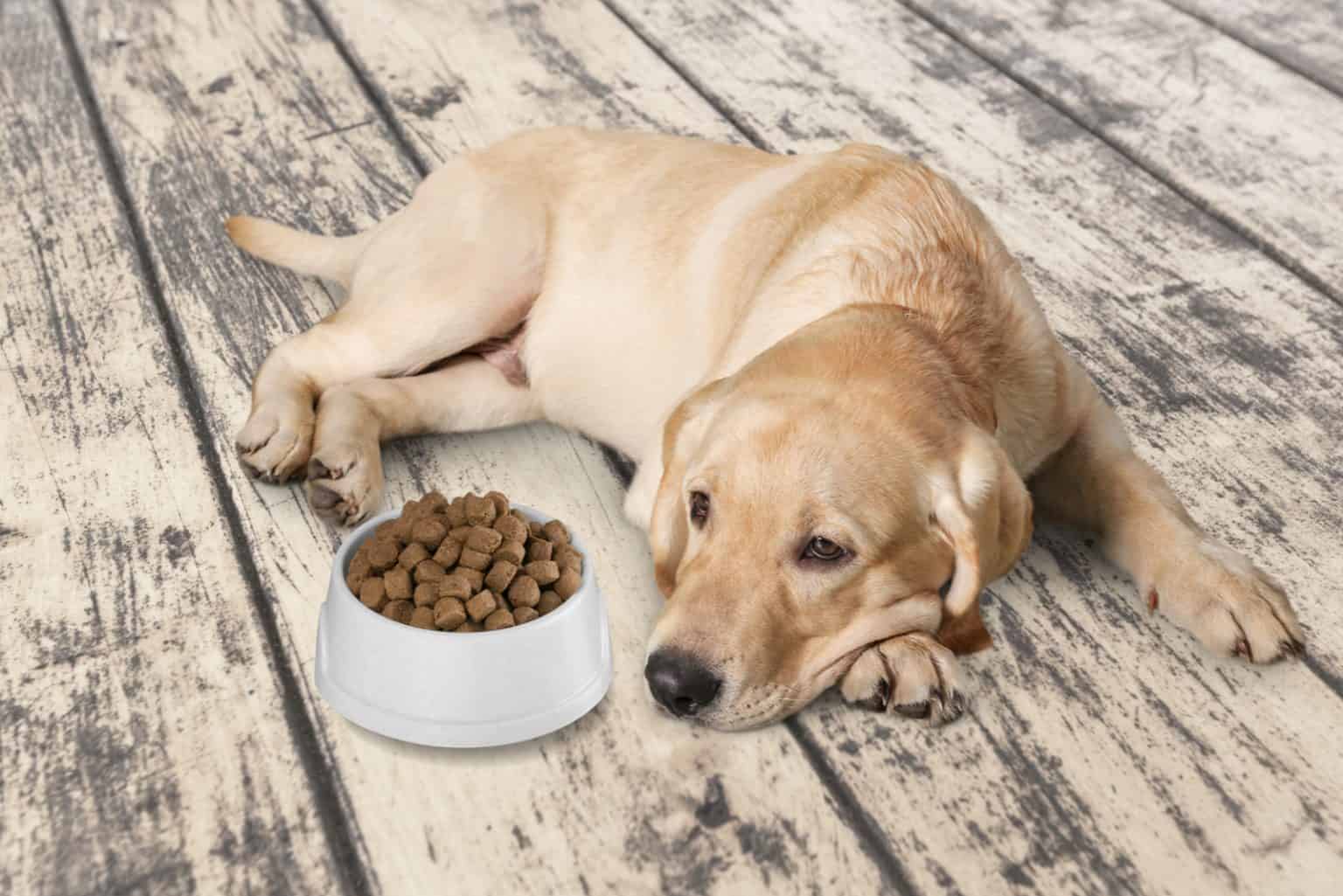 Dein Hund Erbricht Gelb Ein Grund Zur