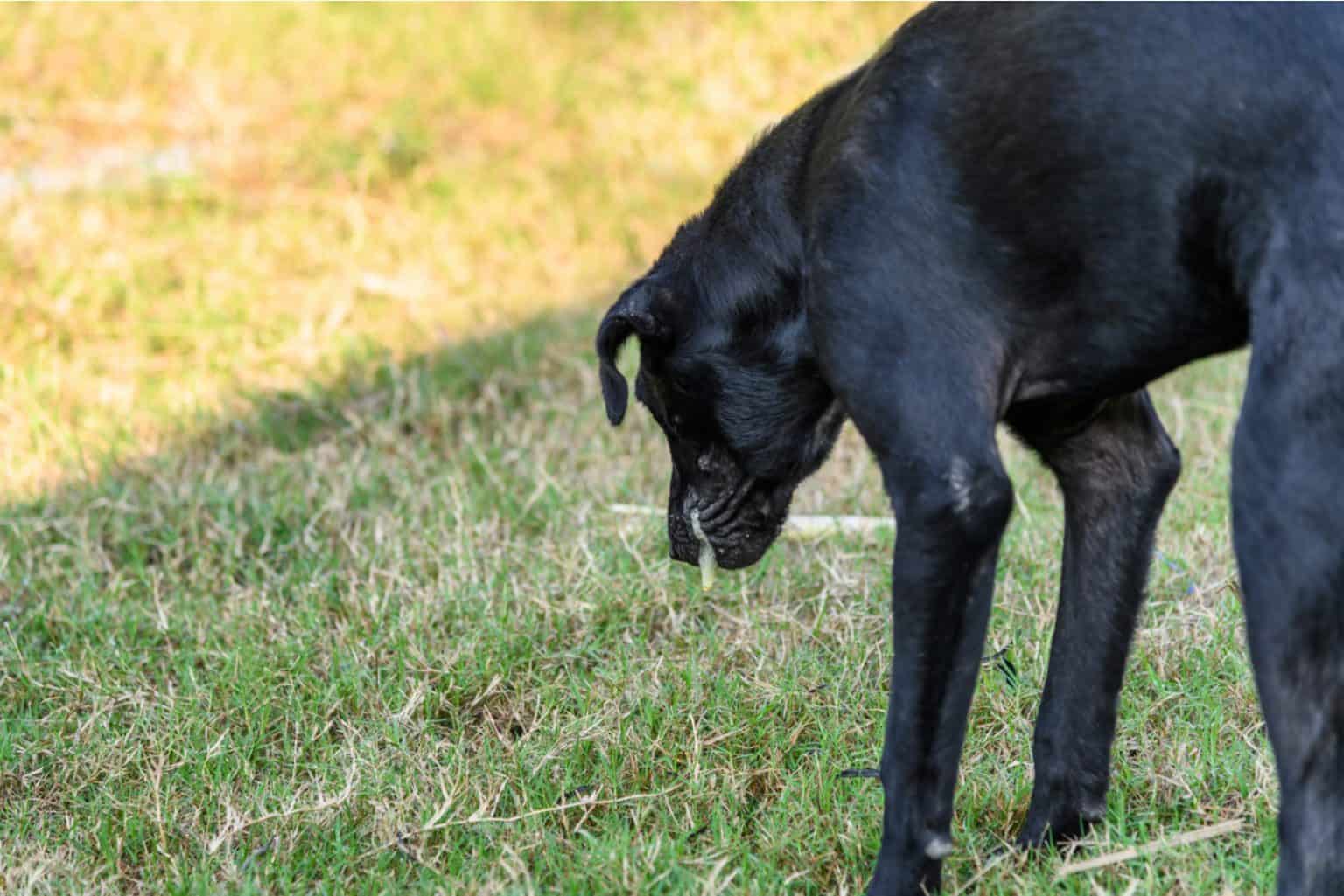 Dein Hund Erbricht Gelb Ein Grund Zur