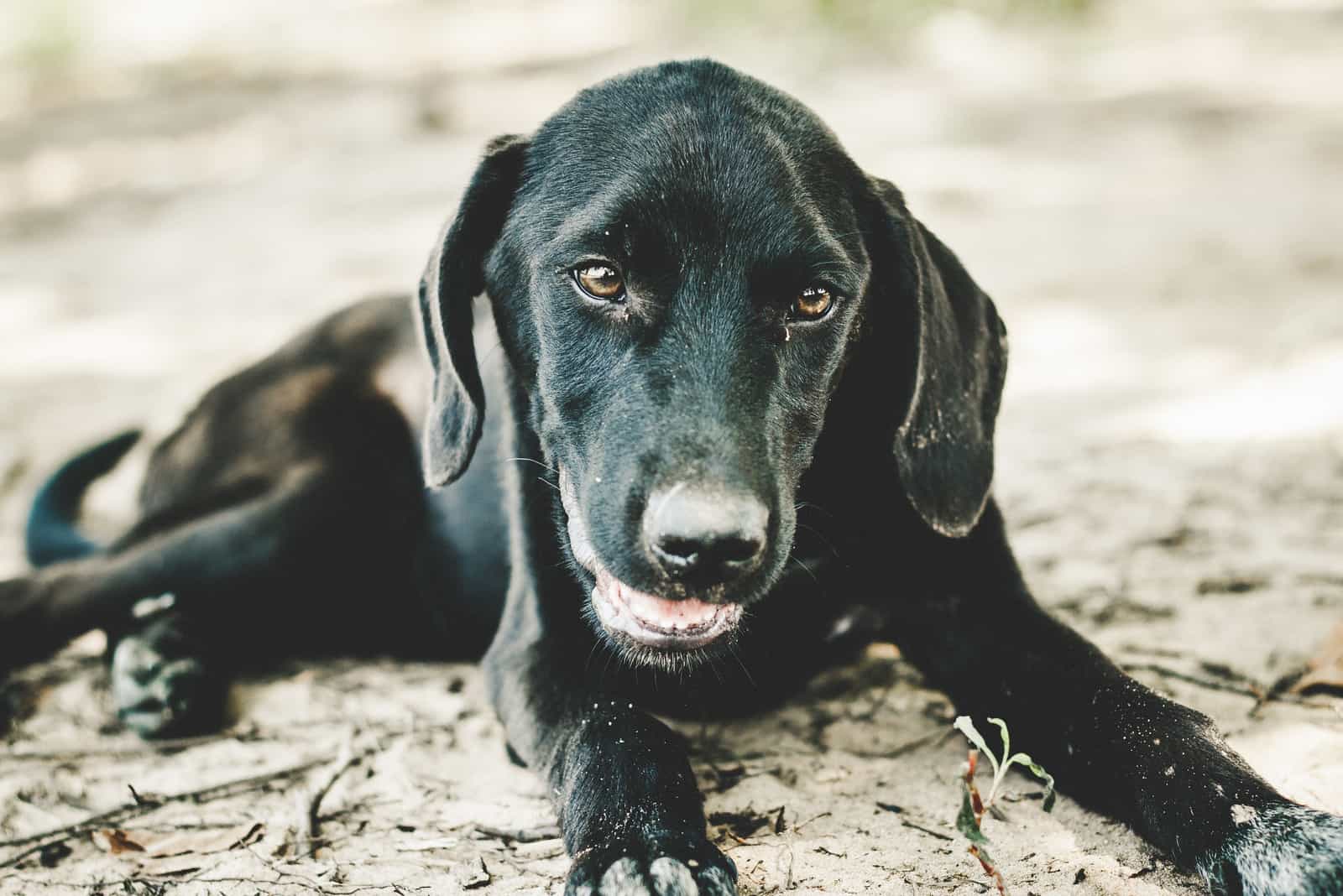 Schwarzer Labradorwelpe, der auf dem Sand liegt