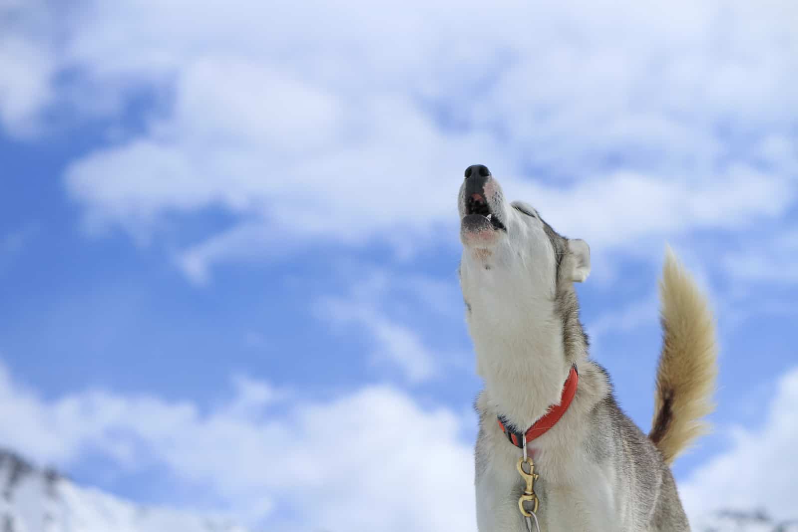Siberian Husky Hund trägt rote Halskette heulend