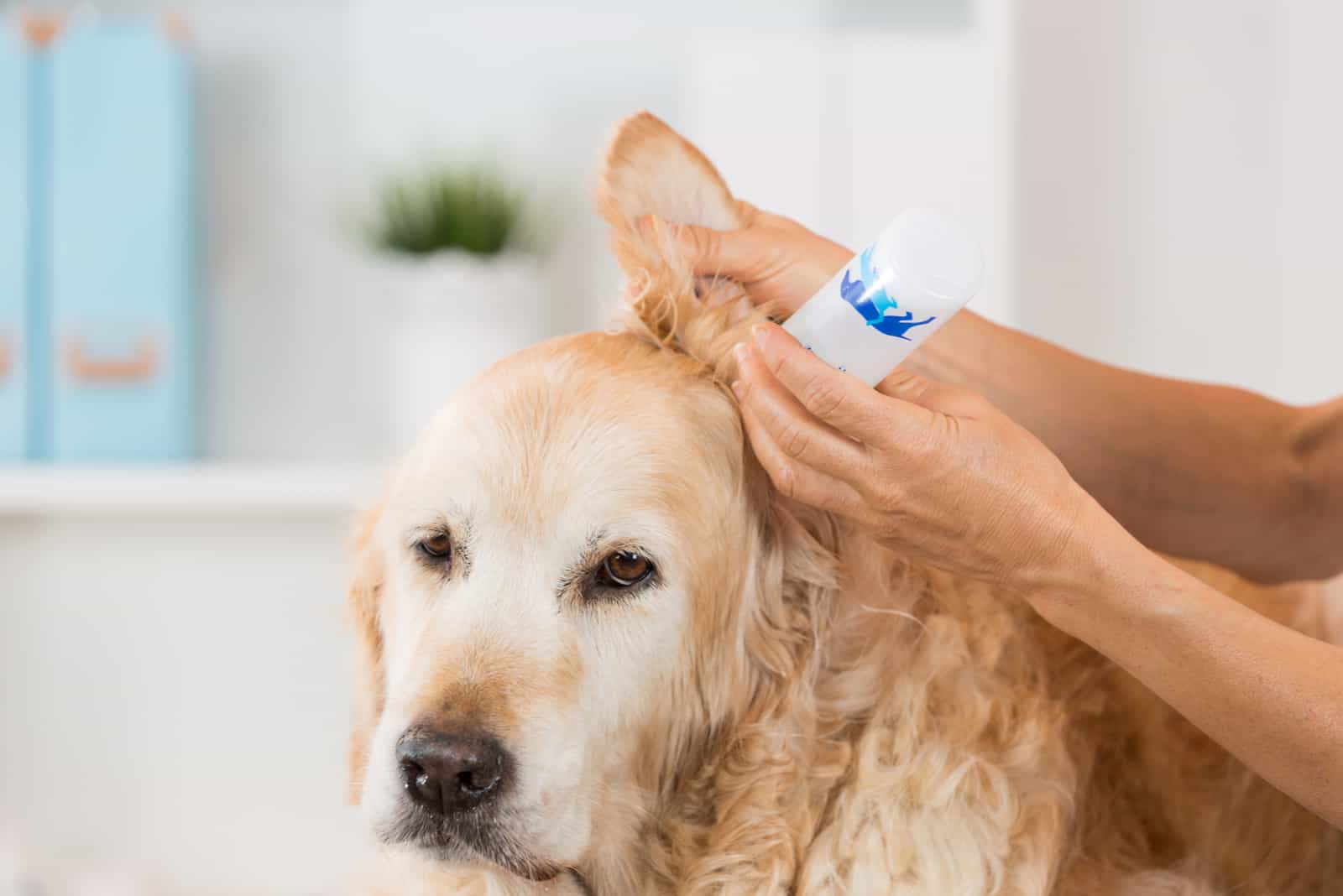 Tierarzt, der Reinigung durchführt, einen Hund Golden Retriever hörend