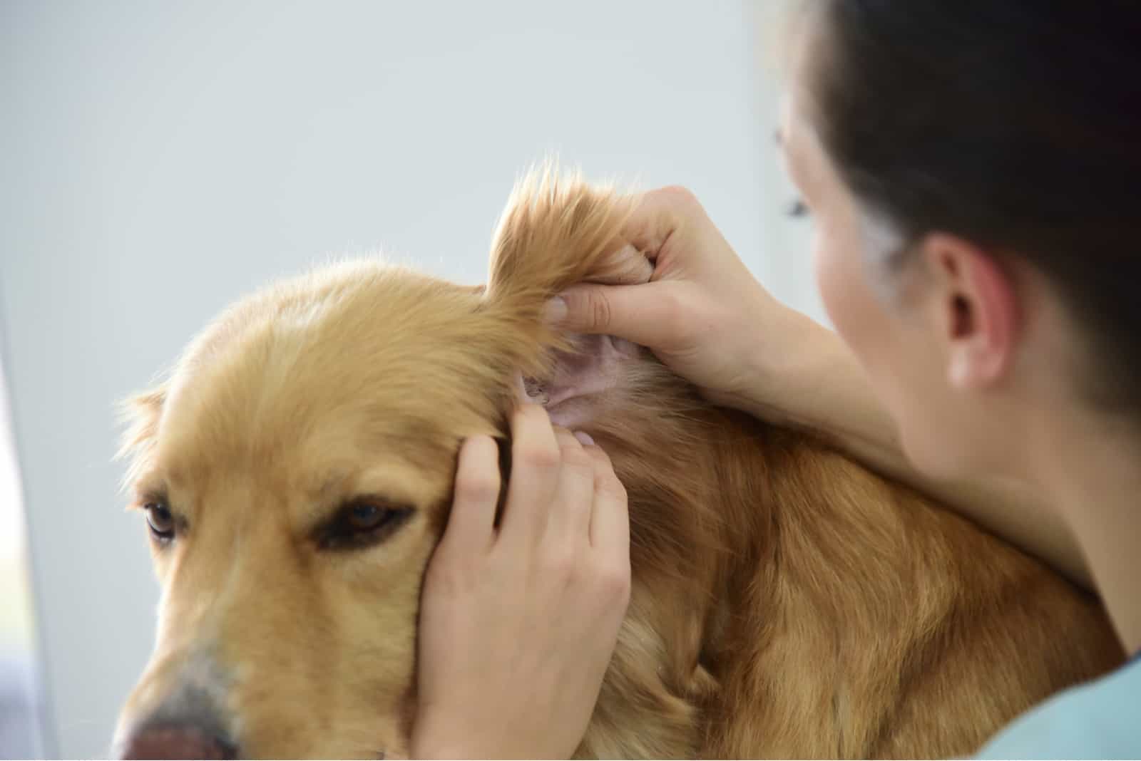 Tierarzt, der die Ohren des Hundes überprüft