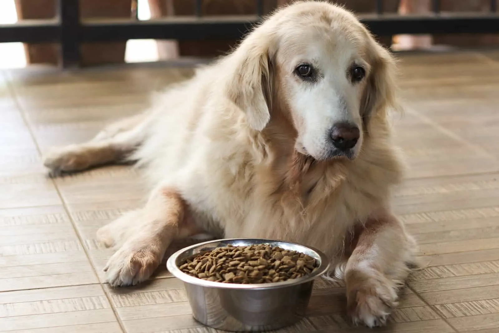 Trauriger Golden Retriever Hund langweilen sich vom Essen