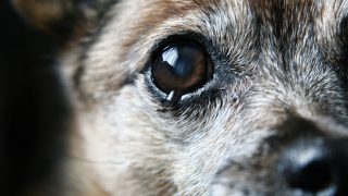 ein altes Chihuahua-Auge mit einer Träne darin