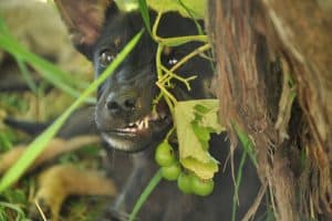 Ein kleiner schwarzer Hund frisst Trauben