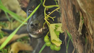 Ein kleiner schwarzer Hund frisst Trauben