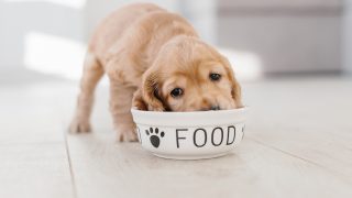 Englischer Cockerspanielwelpe, der Hundefutter von der Keramikschale isst