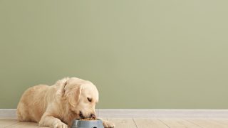 Netter Hund, der Nahrung von Schüssel isst