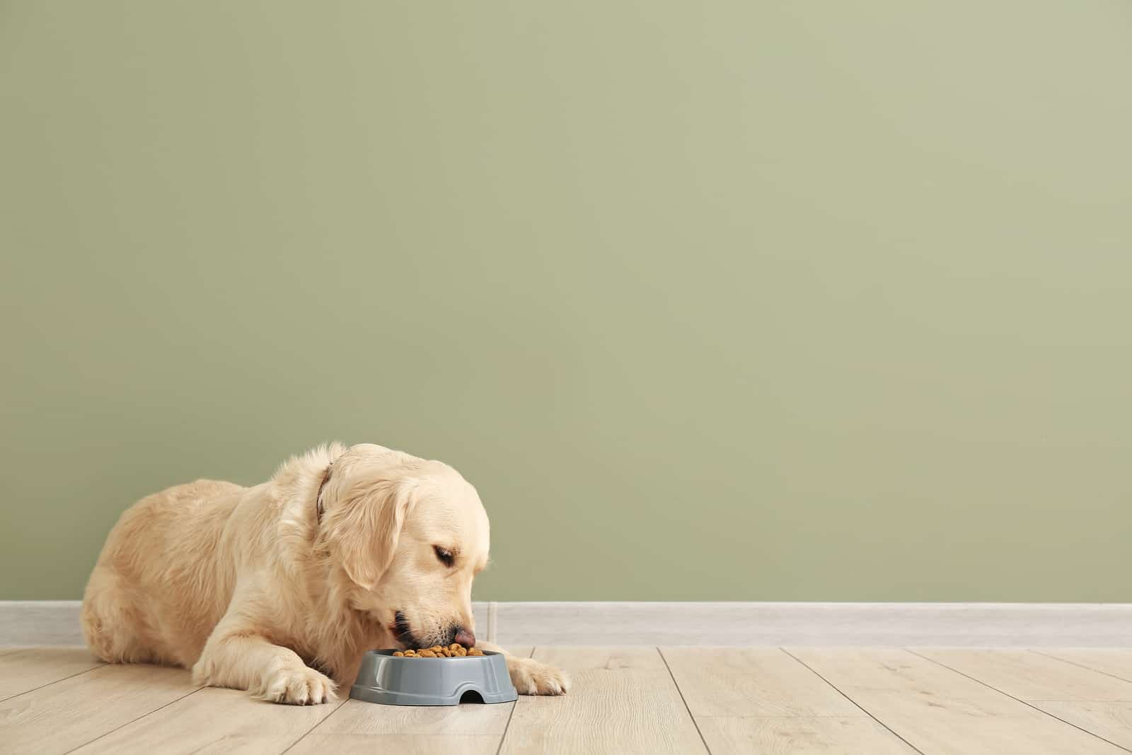 Wie oft den Hund füttern? Ein oder zweimal am Tag?