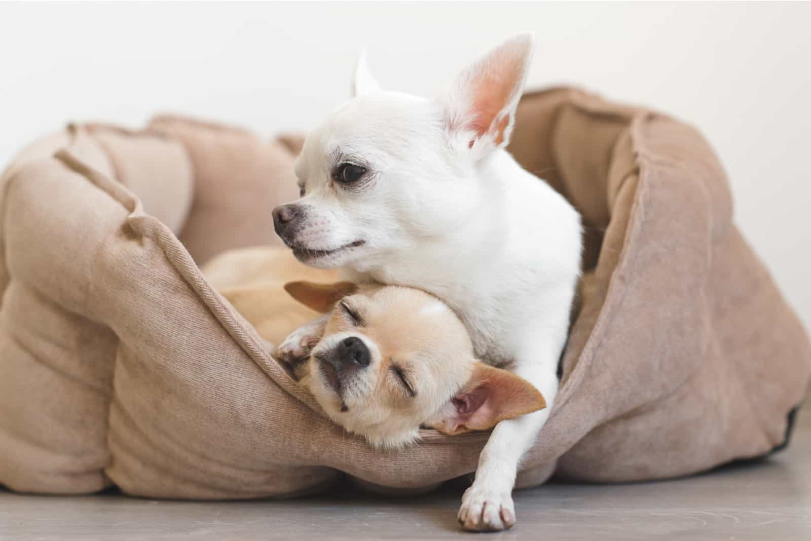 Zwei schöne, süße und schöne Chihuahua-Hunde liegen