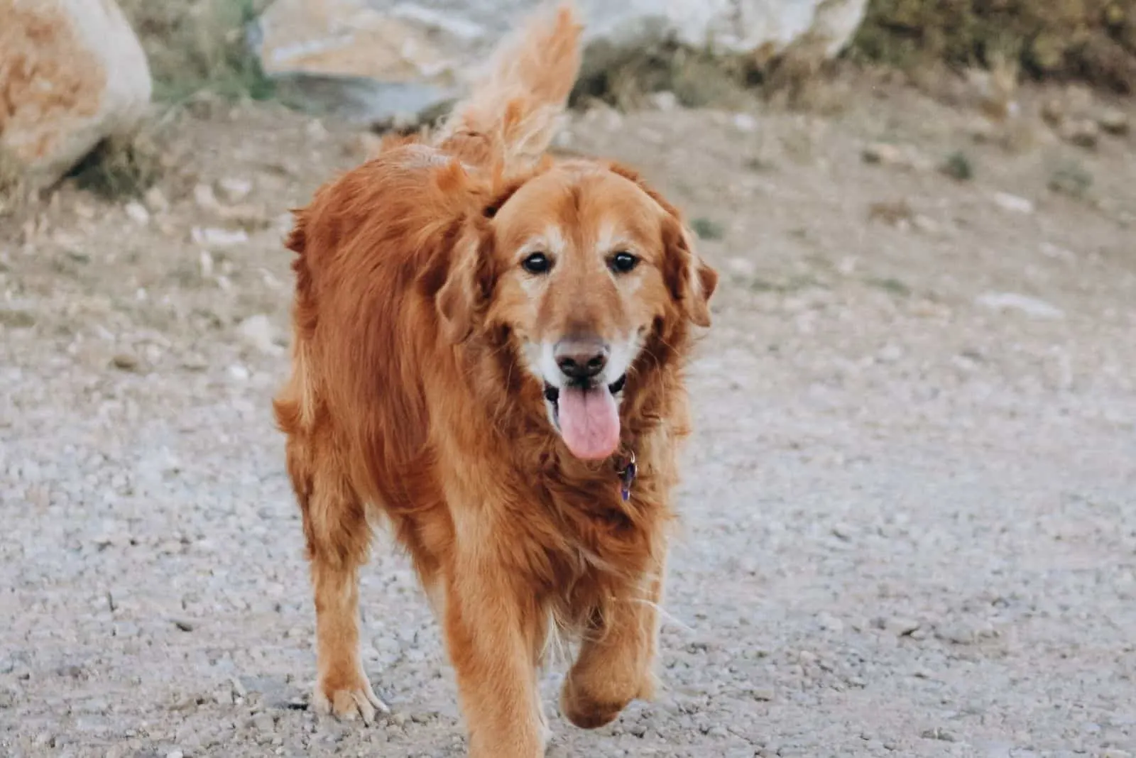 ein Foto eines Hundes mit Haarausfall