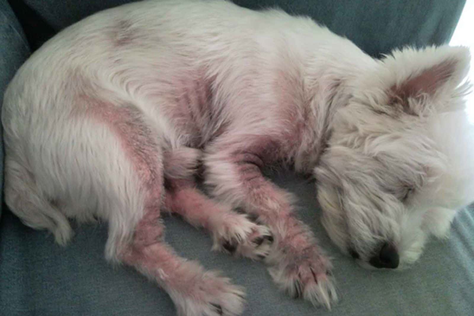 ein Hund mit einer Hautpilzerkrankung