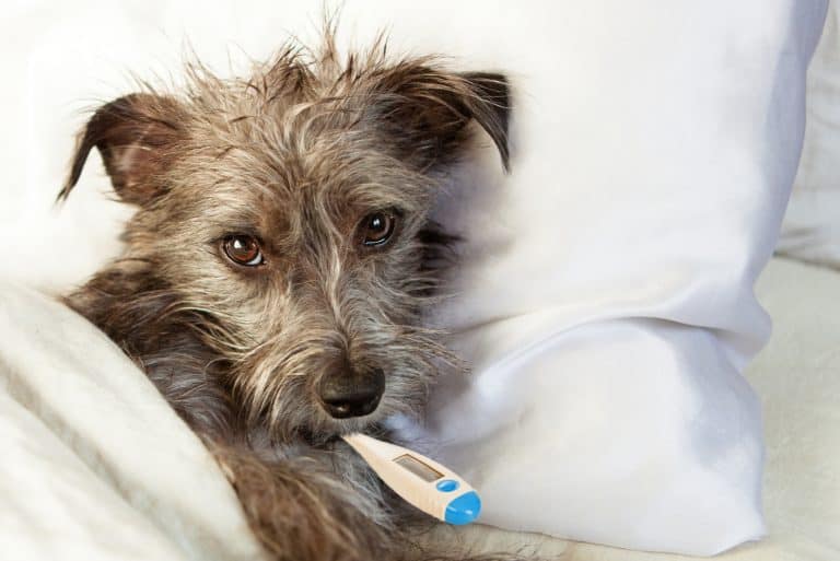 Alarmstufe Rot! Wie man handelt, wenn der Hund Schokolade gegessen hat!