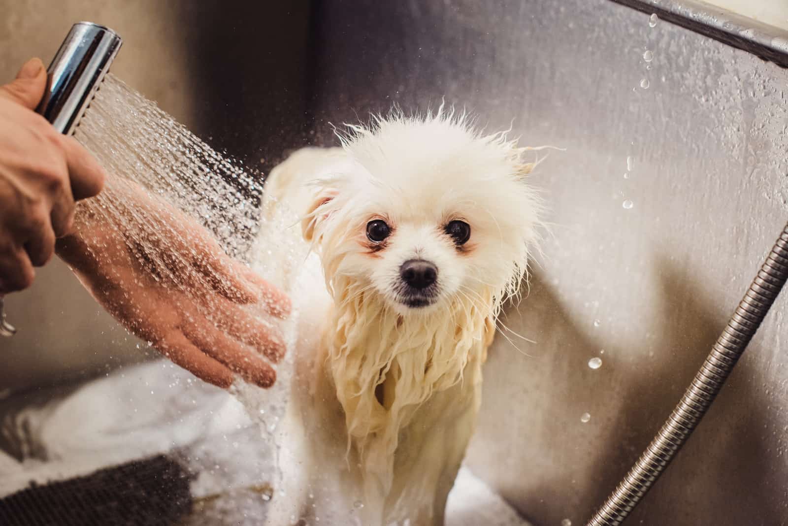 eine Person, die einen kleinen weißen Hund duscht