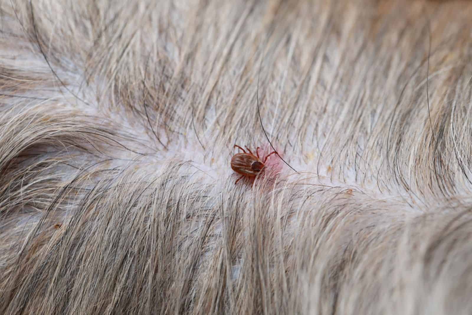 eine Zecke in der Haut eines Hundes