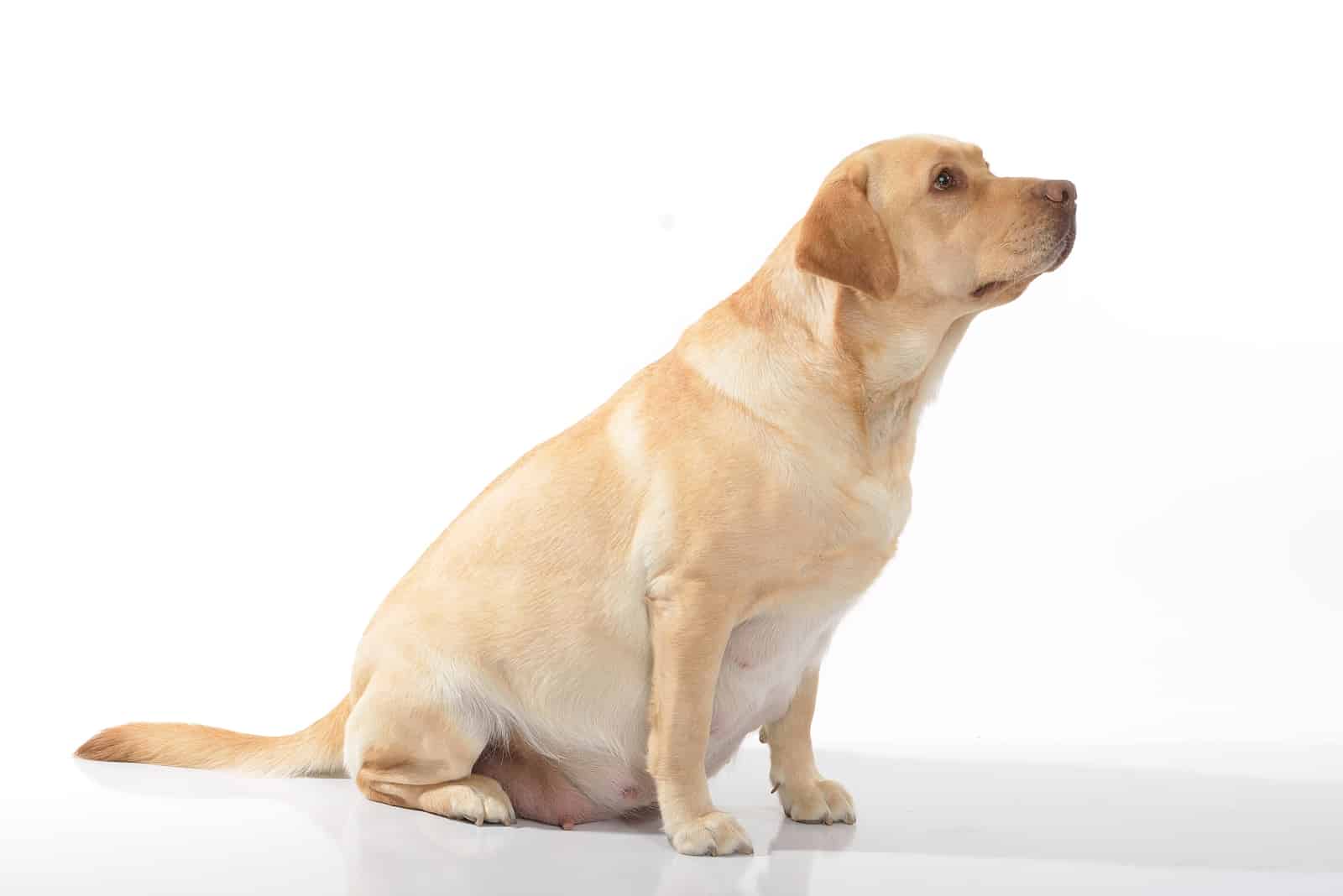 schwangerer Labrador Retriever isoliert auf Weiß