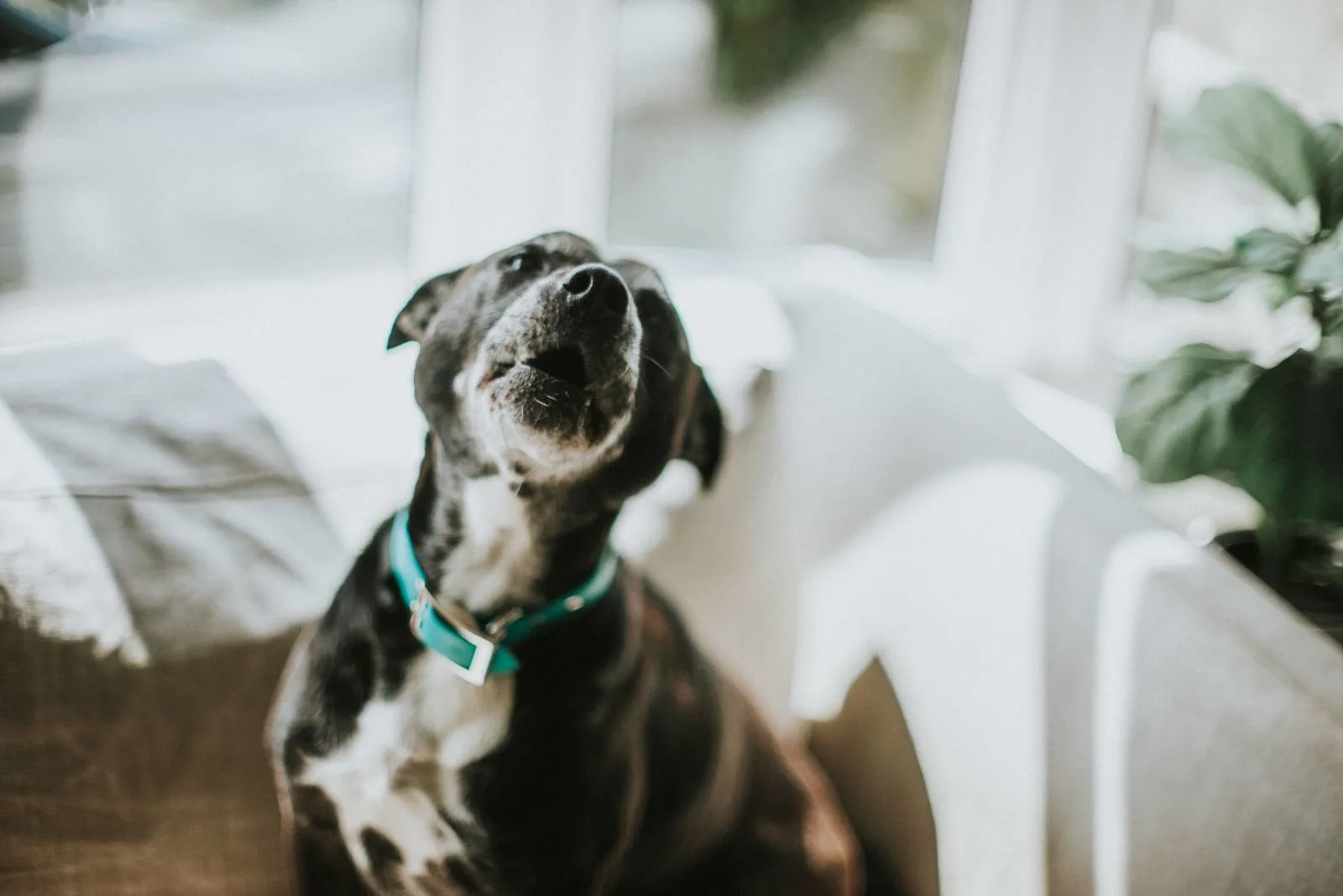 Wie Gewöhne Ich Meinem Hund Das Bellen Ab Martin Rütter Wie Gewöhne Ich Meinem Hund Das Bellen Ab? - Die Besten Lösungen