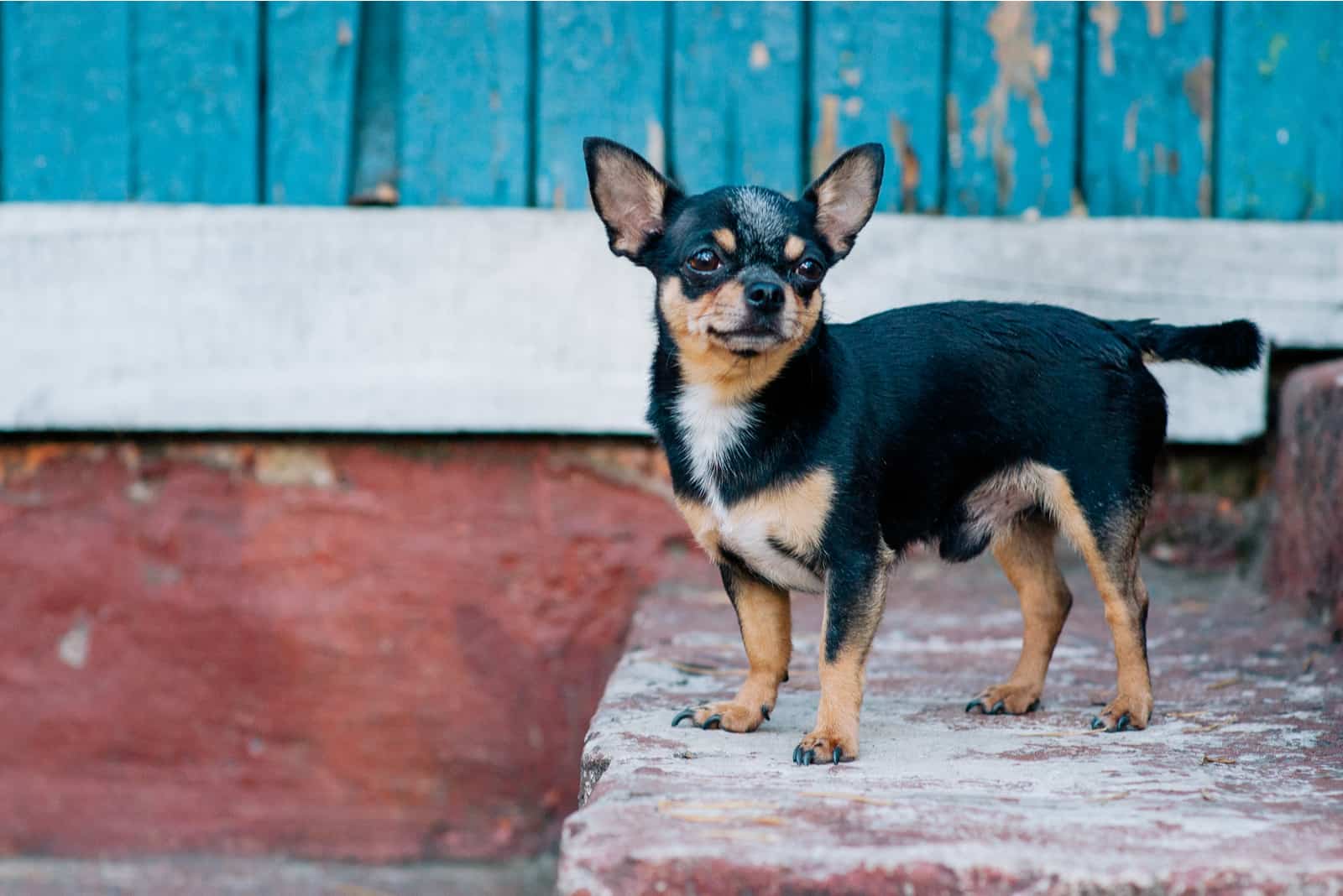 süßer Chihuahua Hund draußen