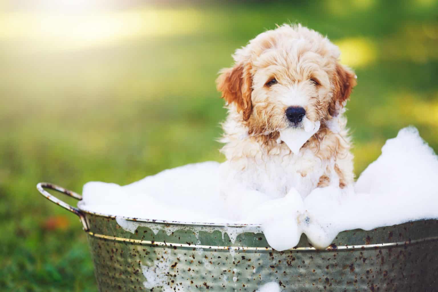 Den Hund baden Schritt für Schritt erklärt