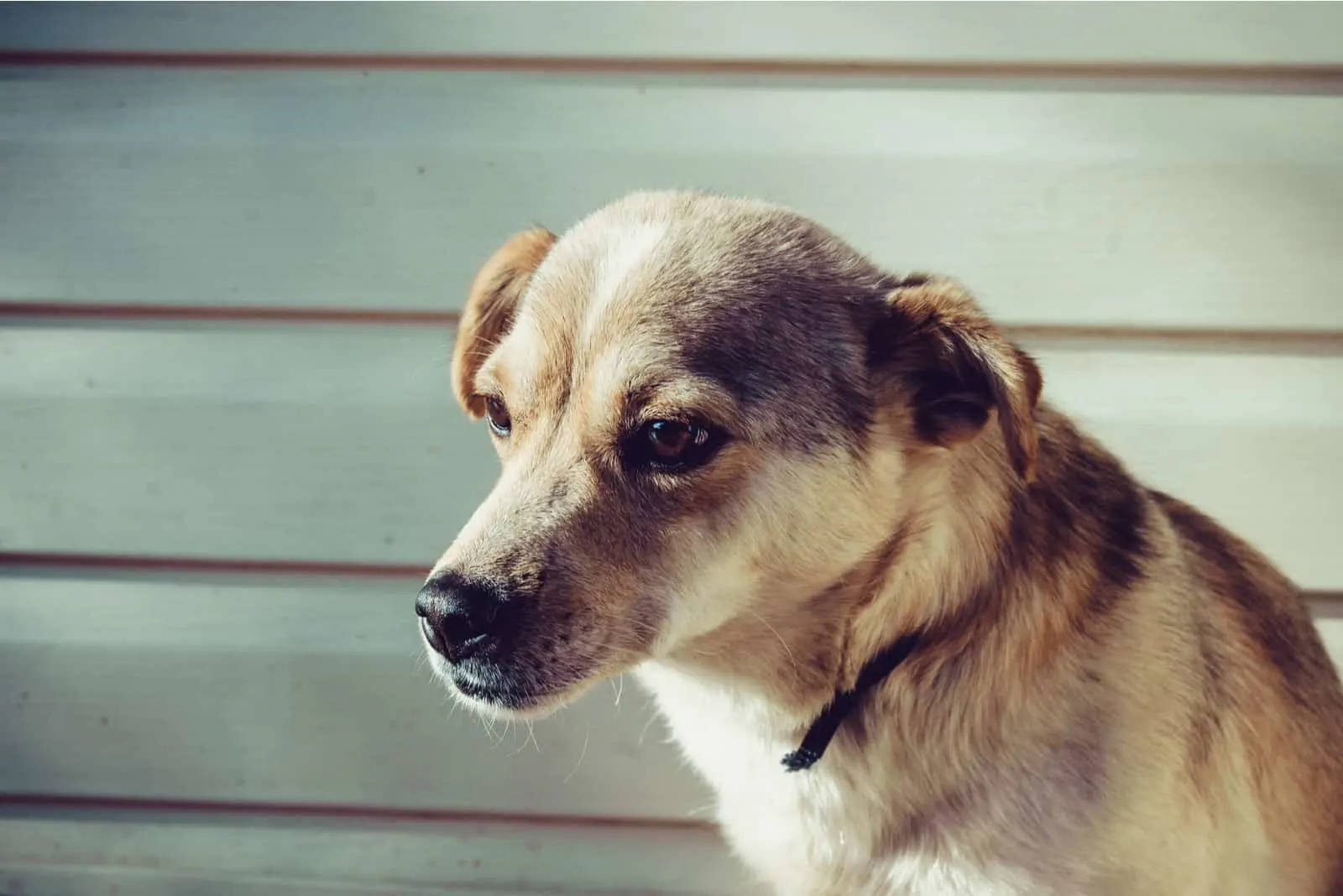 trauriger Hund, zur Seite schauend