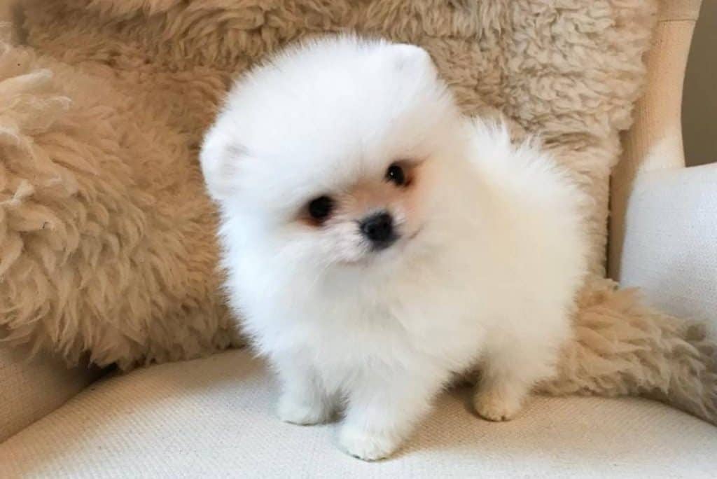 Hunderasse Pomeranian Die Süsseste Hunderasse Der Welt