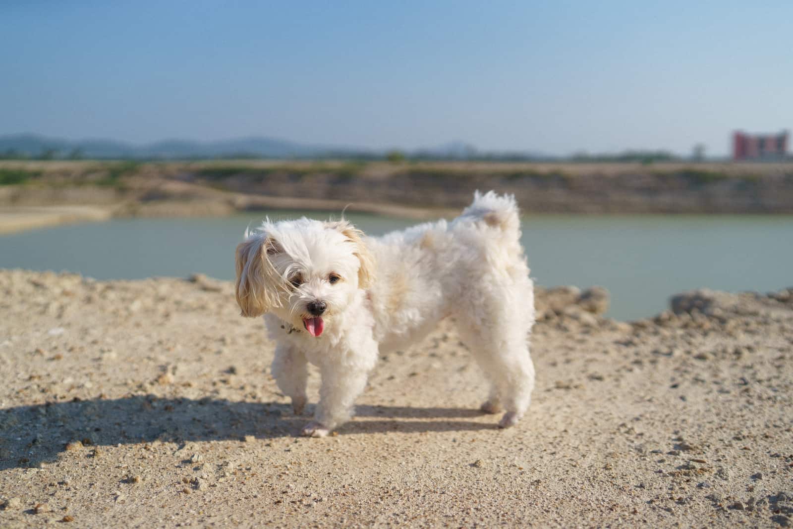 weißer Hund spazieren bei sehr heißem Wetter