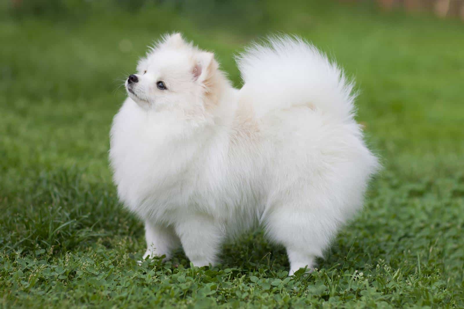 weißer pommerscher Hund