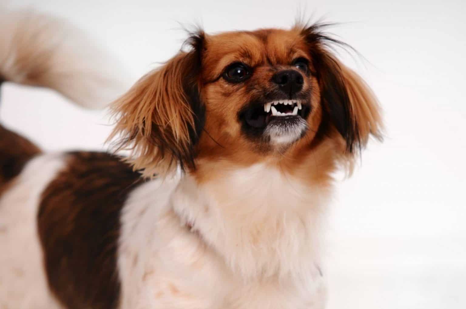Dein Hund Knurrt Und Du Weißt Nicht, Ob Das Jetzt Gut Oder Schlecht Ist?