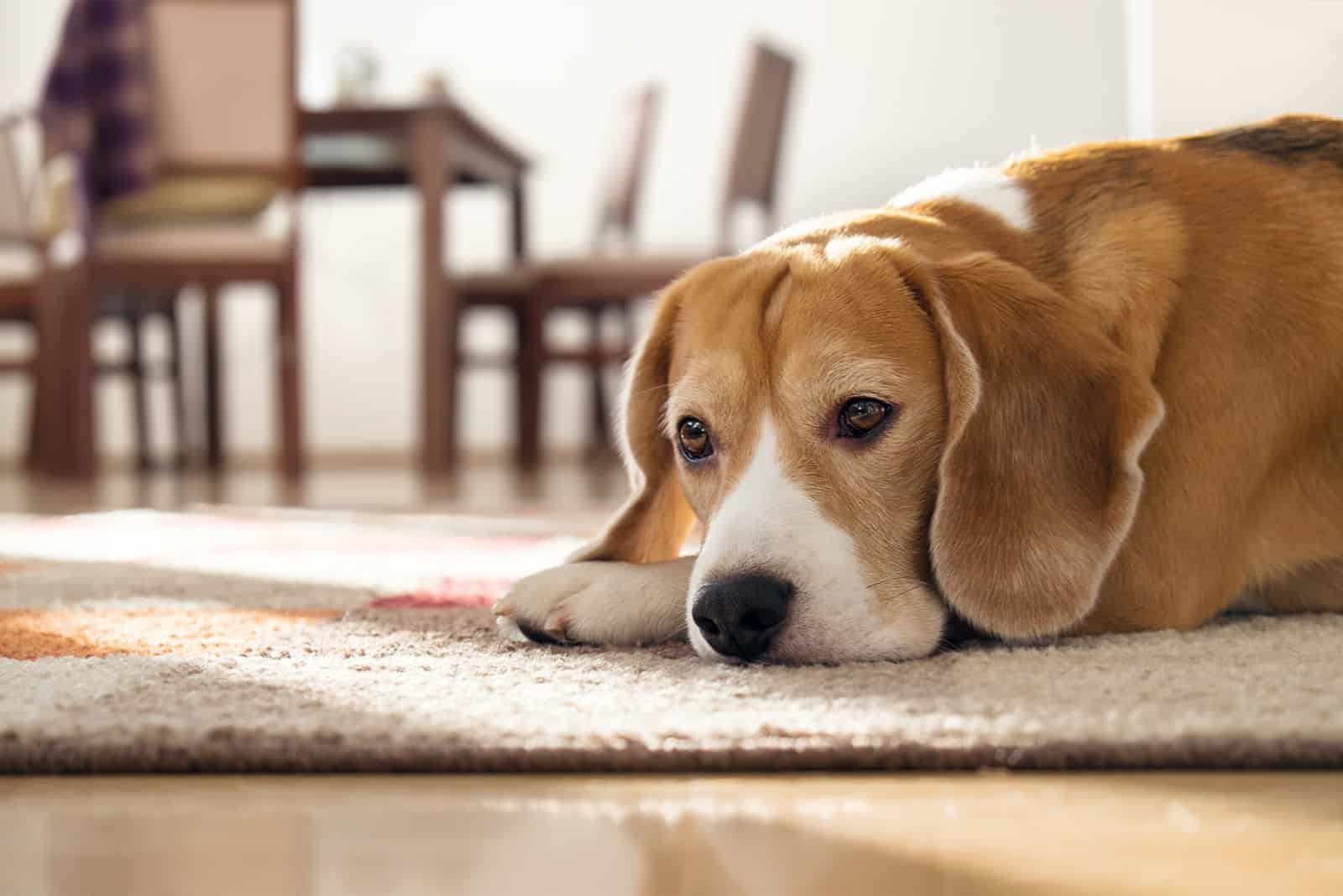 Beagle-Hund, der auf Teppich in gemütlichem Haus liegt