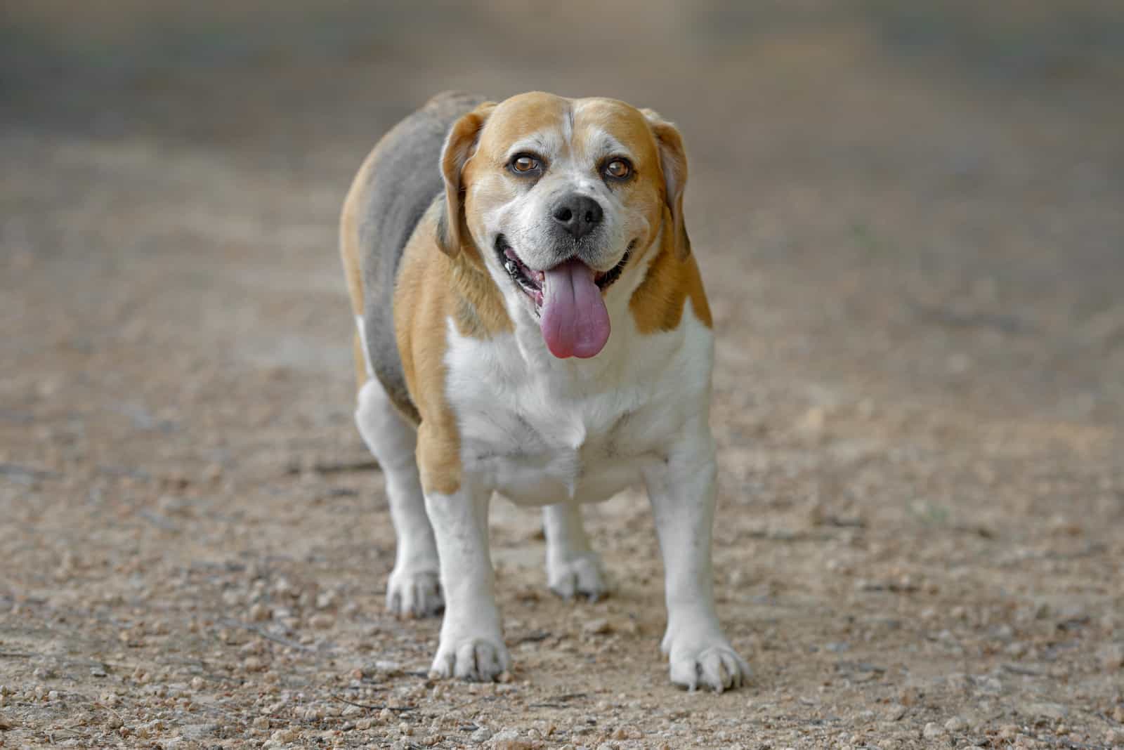 Beagle-Hund in einem Park züchten