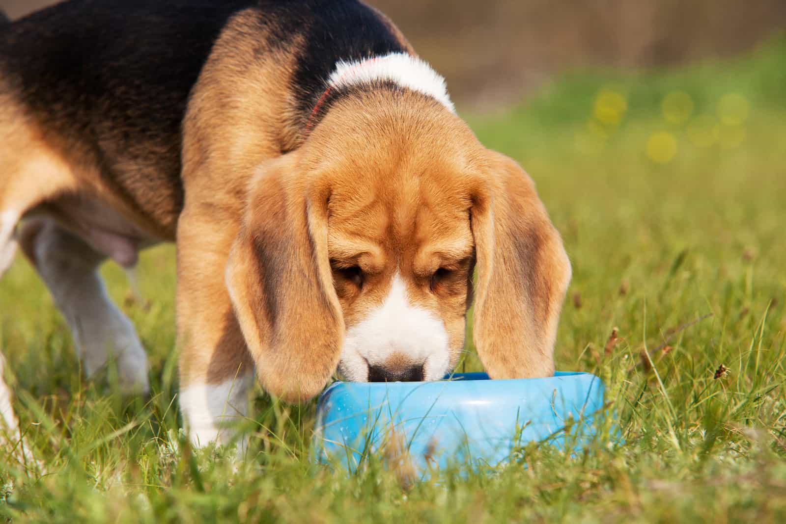 Beagle Welpe trinkt das Wasser