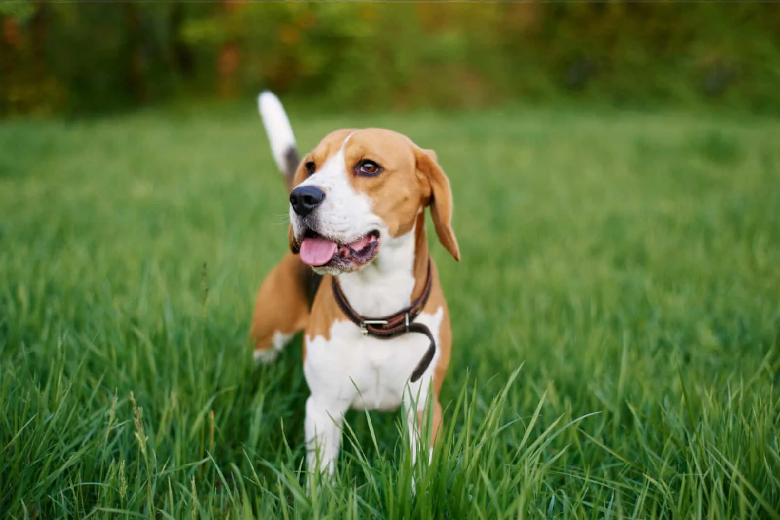 Beagle steht mit herausstehender Zunge im Gras
