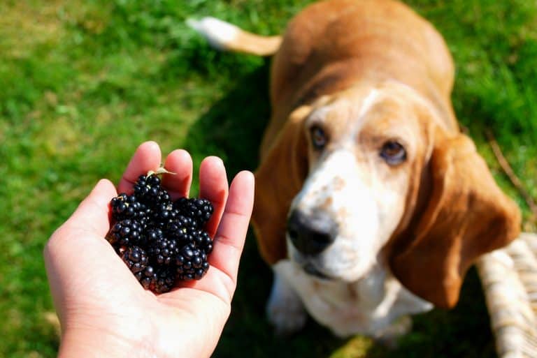 Dürfen Hunde Birnen essen? Wie Vitamine im Futternapf landen