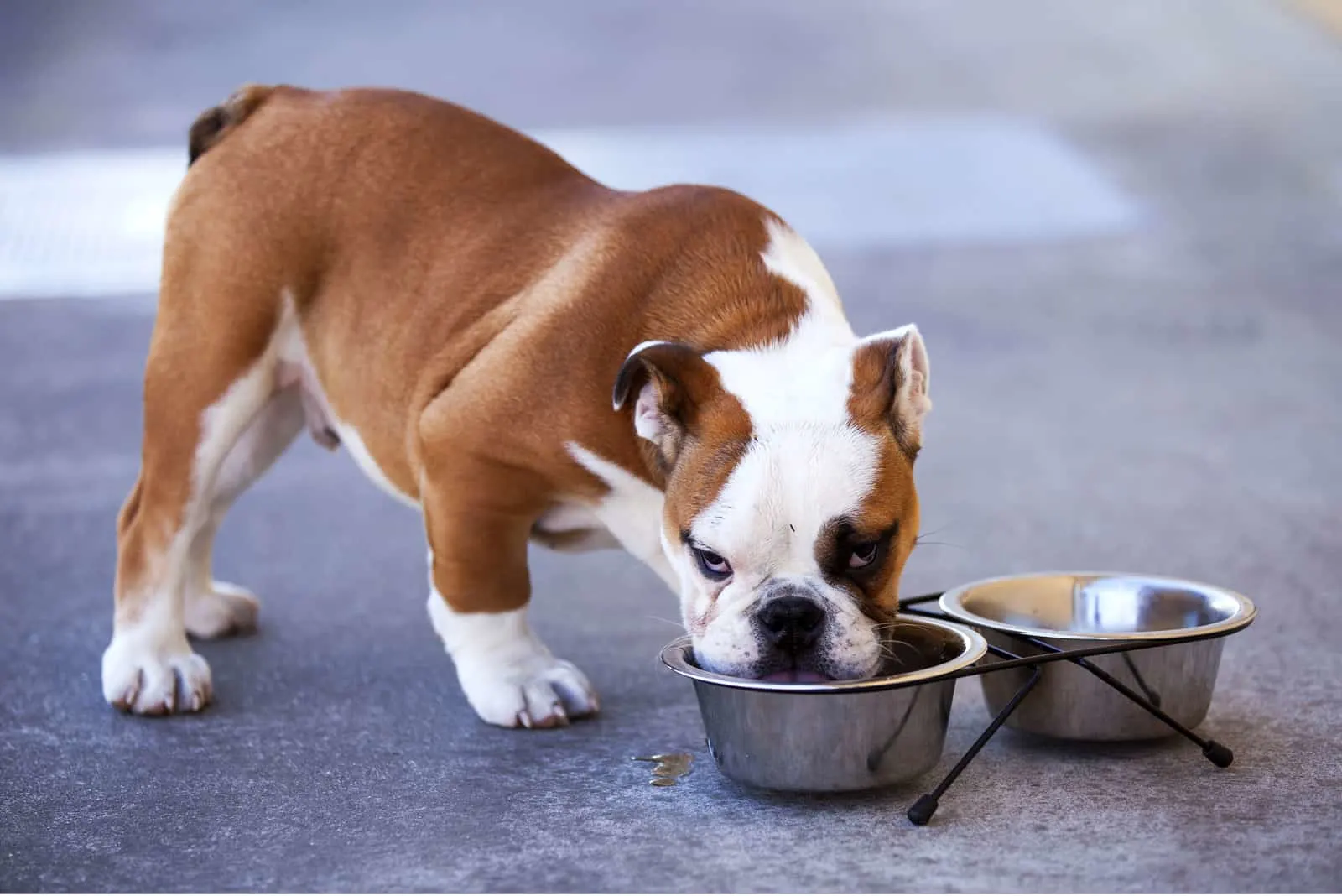 Dürfen Hunde Kartoffeln essen? Grundkenntnisse einer gesunden Ernährung