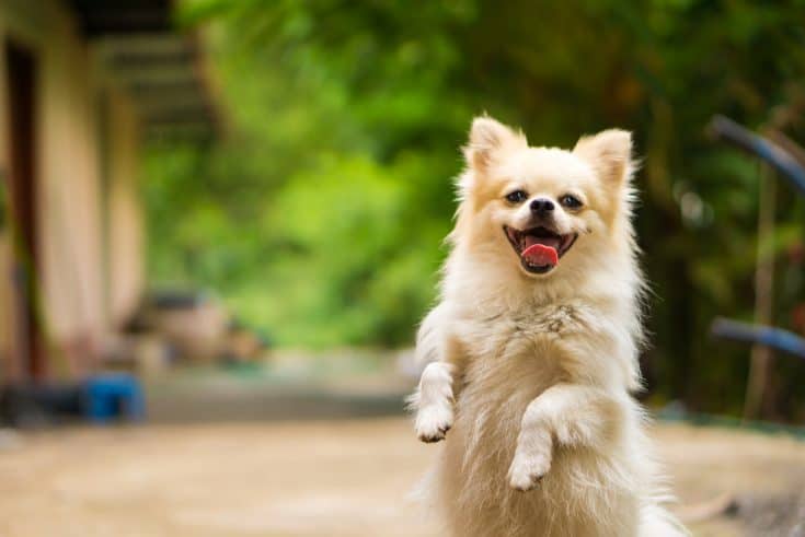 Dürfen Hunde Spinat essen? Ja und Nein