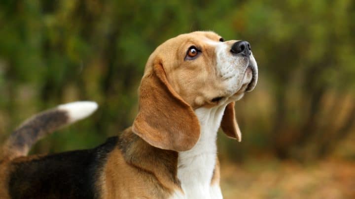 Die Hündin sterilisieren oder kastrieren? Vorteile und Risiken!