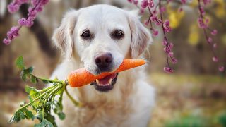 Hund hält Karotte im Maul
