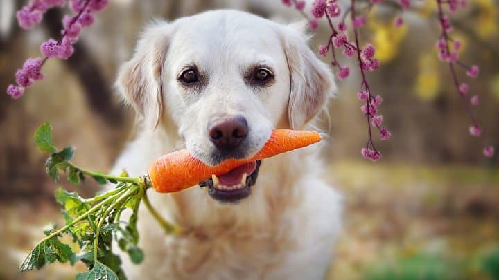 Dürfen Hunde Möhren essen? Gesunde Gemüsesorten für den Vierbeiner