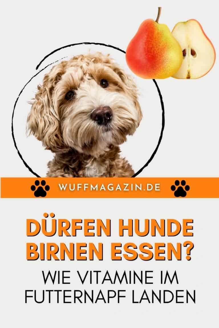 Dürfen Hunde Birnen essen? Wie Vitamine im Futternapf landen