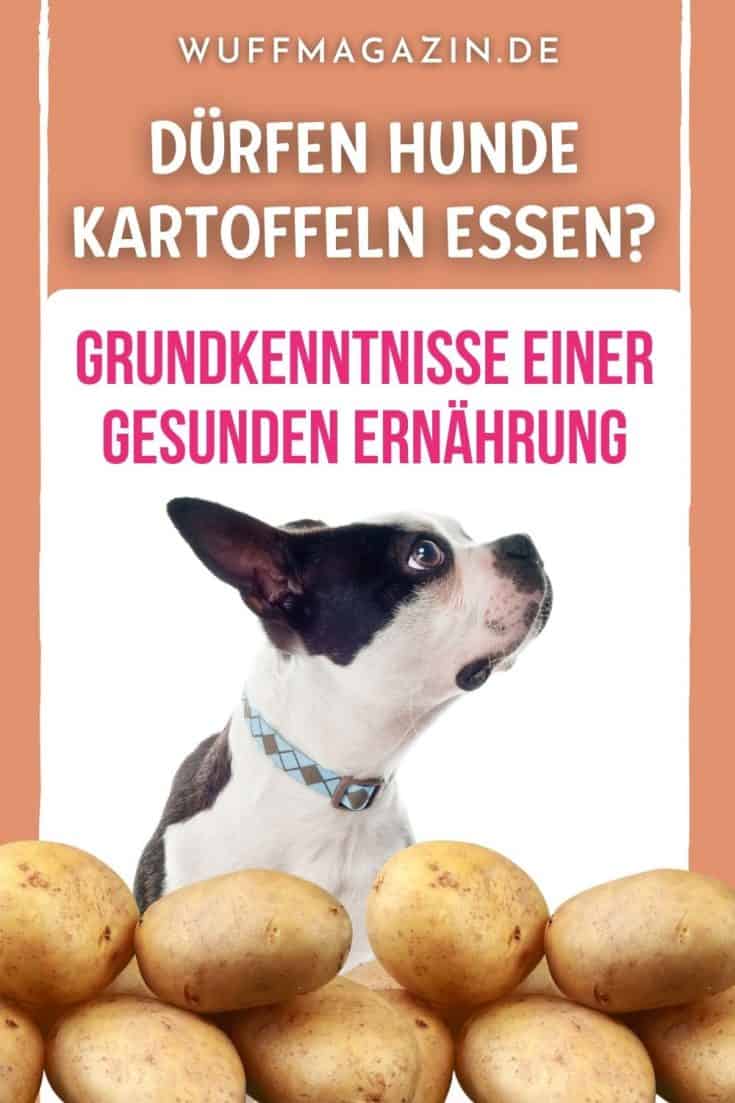 Dürfen Hunde Kartoffeln essen? Grundkenntnisse einer gesunden Ernährung