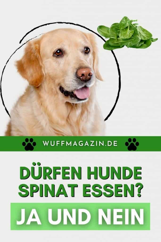 Dürfen Hunde Spinat essen? Ja und Nein