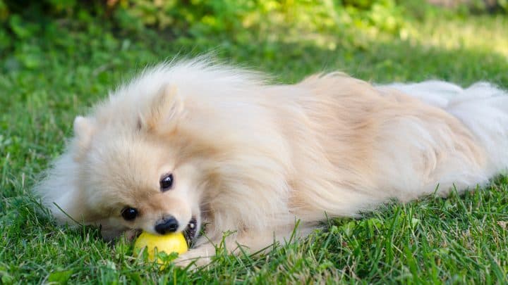 Dürfen Hunde Birnen essen? Wie Vitamine im Futternapf landen