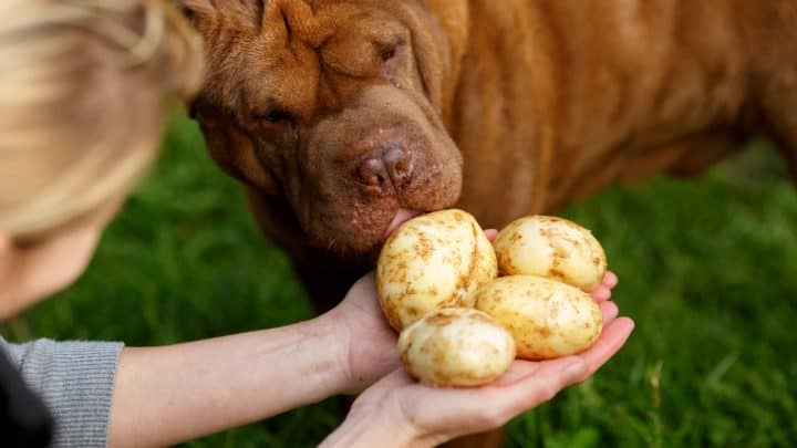 Dürfen Hunde Kartoffeln essen? Grundkenntnisse einer gesunden Ernährung