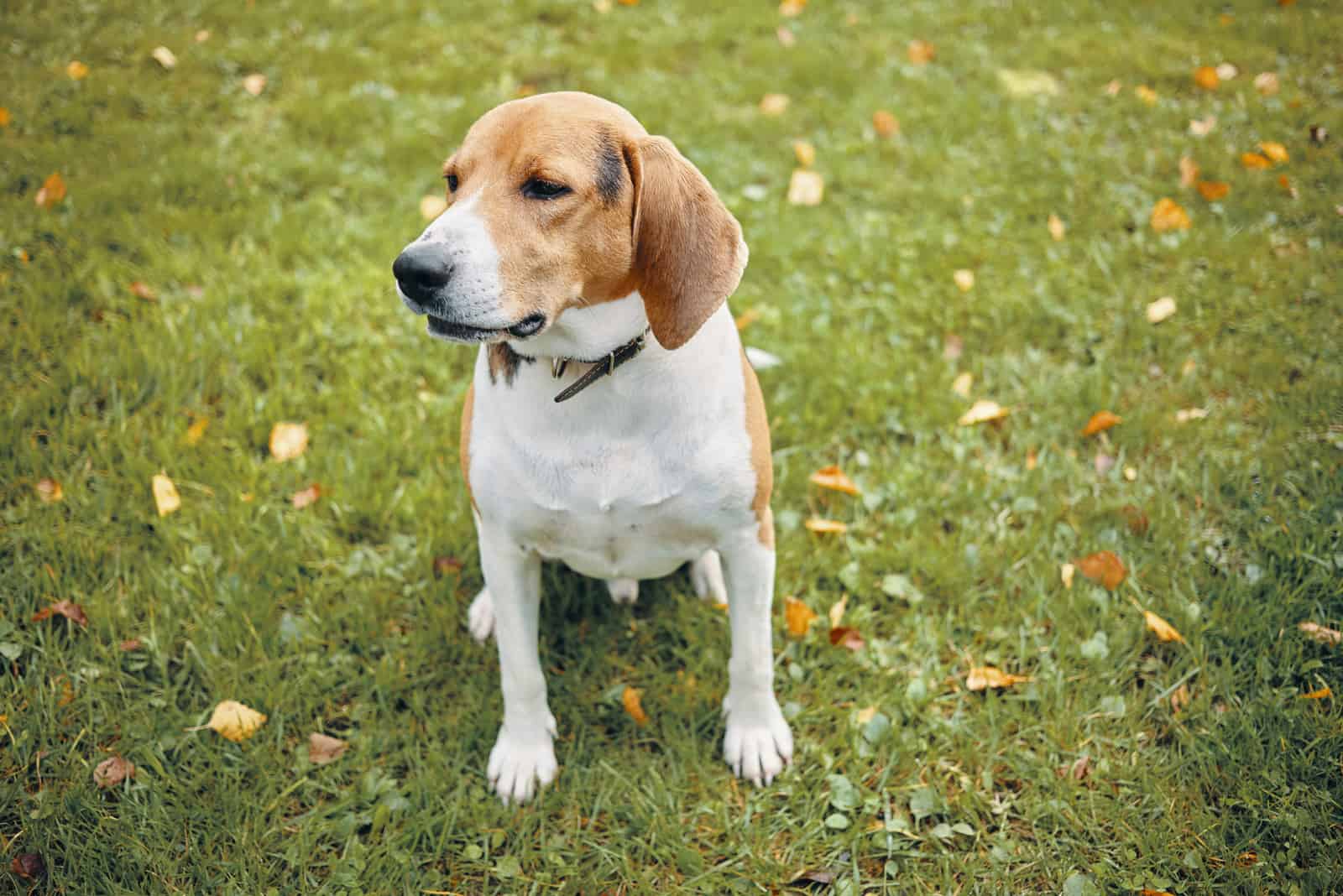 Ein erwachsener Beagle sitzt im Gras