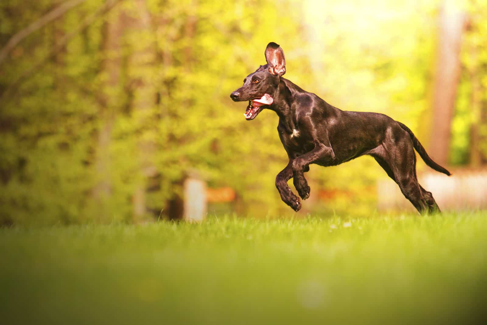 Ein junger schwarzer Hund rennt durch den Park